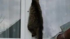 Hogyan lehet segíteni egy macskát, amely egy műanyag ablakban van